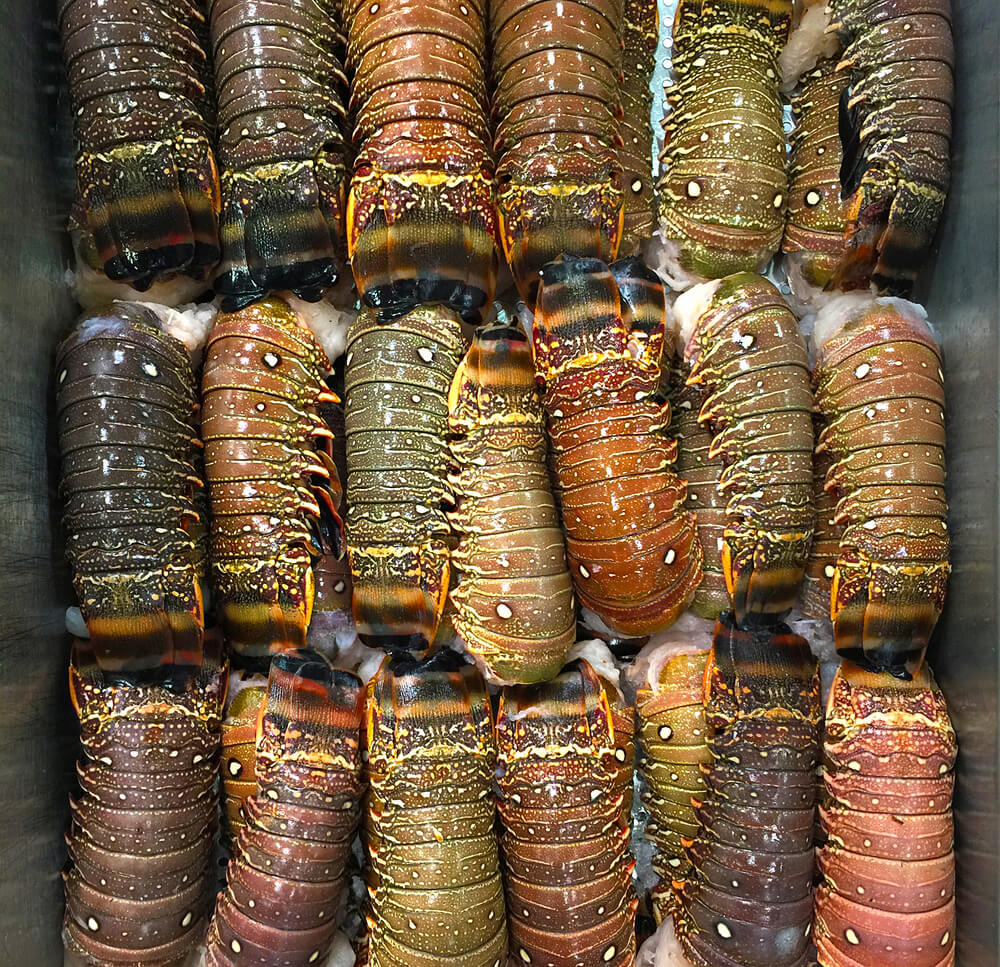 Lobster Season in the Bahamas
