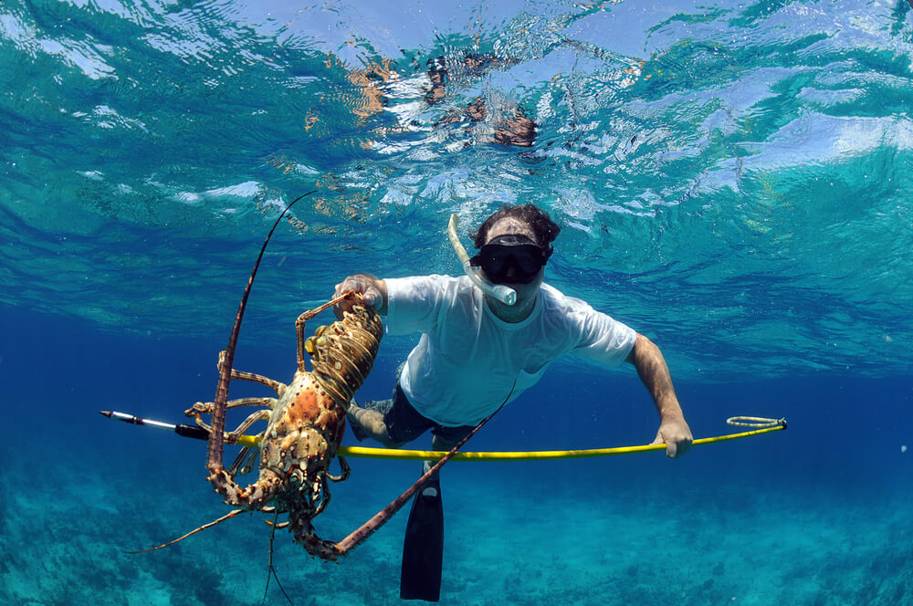 lobstering in the bahamas at hurricane hole