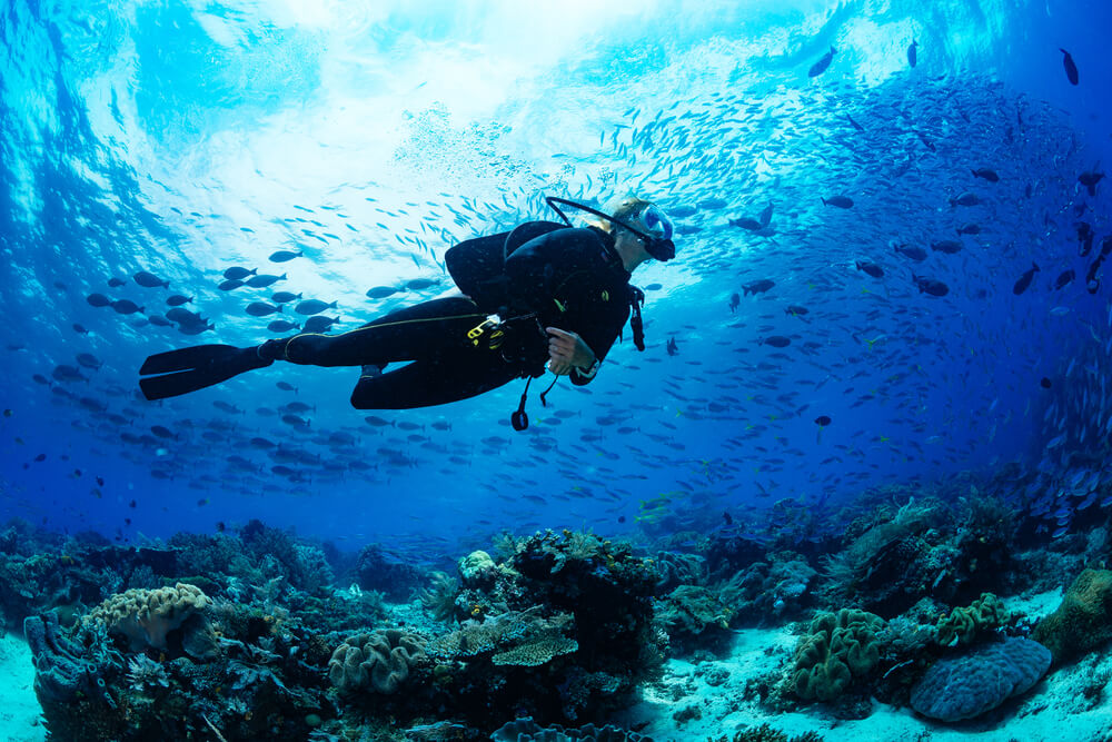 paradise island scuba diving